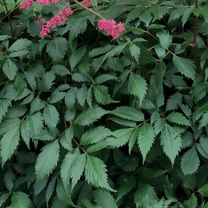 Astilbe Vision in Red - Pluimspirea (Blad)
