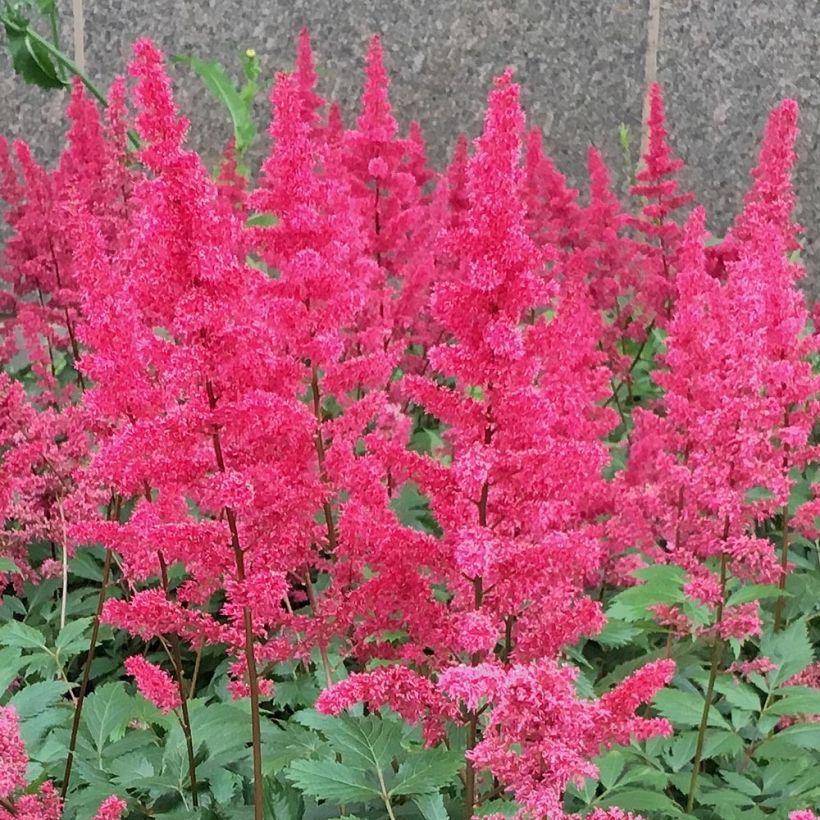 Astilbe Vision in Red - Pluimspirea (Bloei)