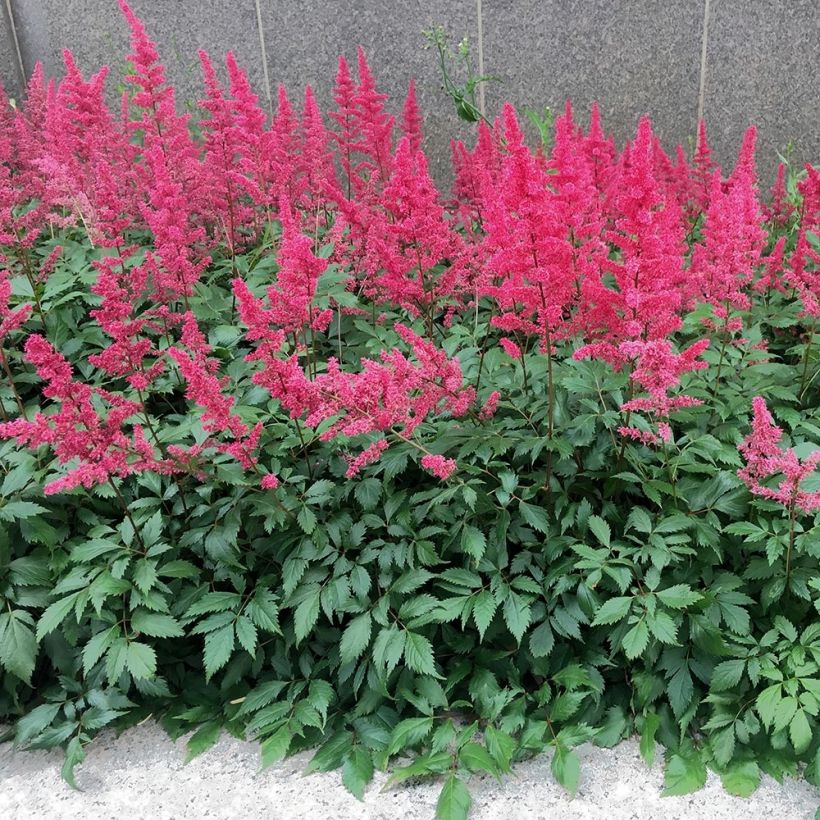 Astilbe Vision in Red - Pluimspirea (Groeiplaats)