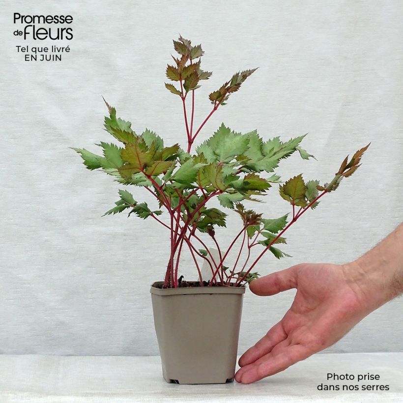 Exemplaar van Astilbe Vision in Red - Pluimspirea Kweekpotje van 8/9 cm zoals geleverd in de zomer