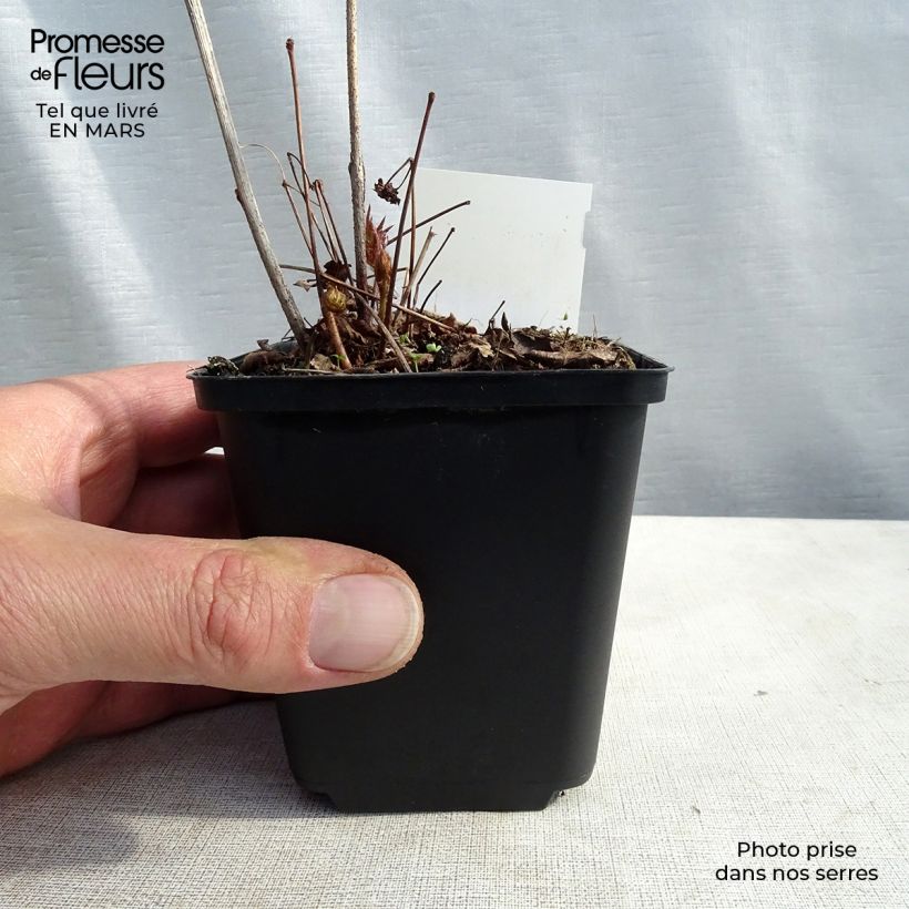 Exemplaar van Astilbe Washington - Pluimspirea Kweekpotje van 8/9 cm zoals geleverd in de lente