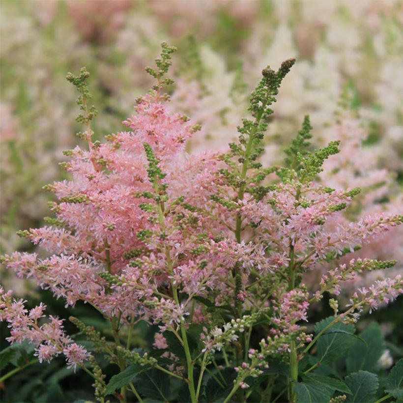 Astilbe Younique Silvery Pink - Pluimspirea (Bloei)