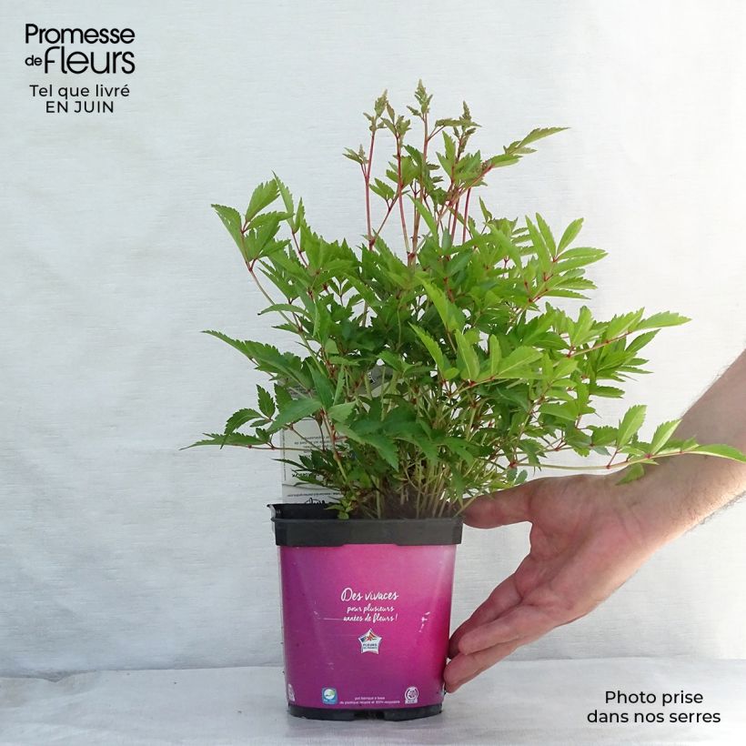 Exemplaar van Astilbe Younique Silvery Pink - Pluimspirea Pot van 2 l/3 l zoals geleverd in de zomer