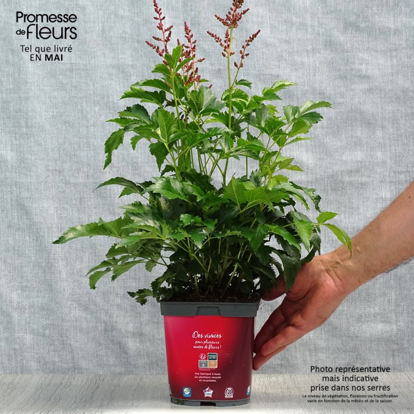 Exemplaar van Astilbe Younique Silvery Pink - Pluimspirea Pot van 2 l/3 l zoals geleverd in de lente