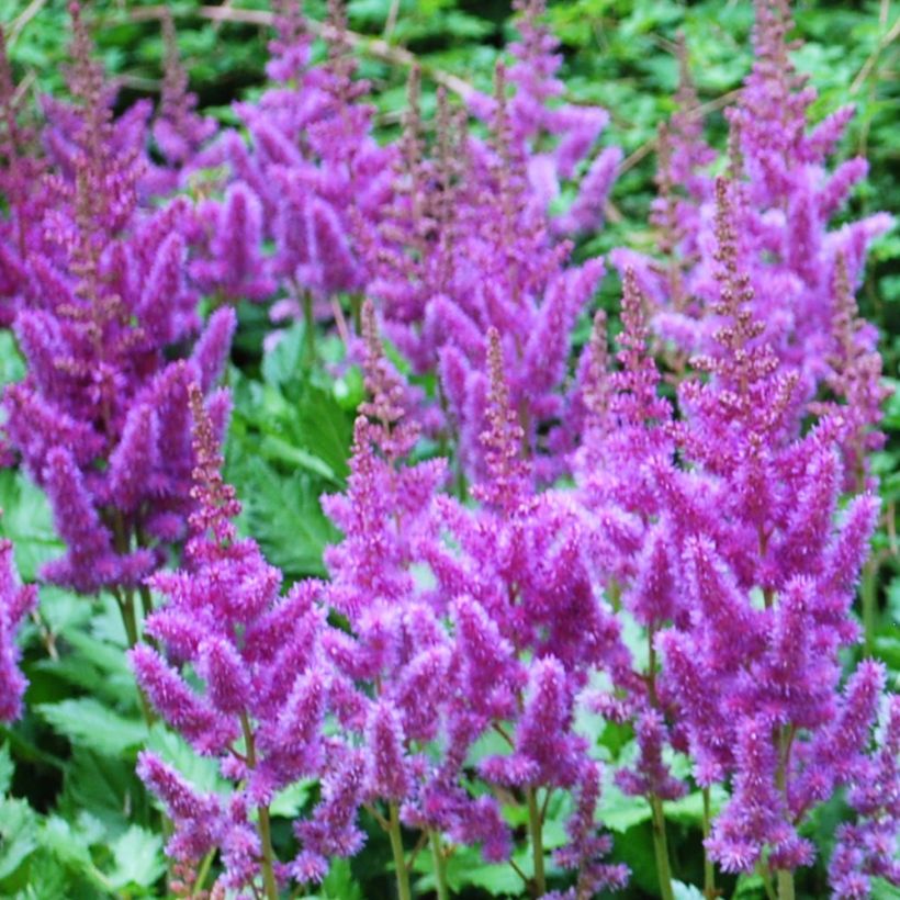 Astilbe arendsii Amethyst - Pluimspirea (Bloei)