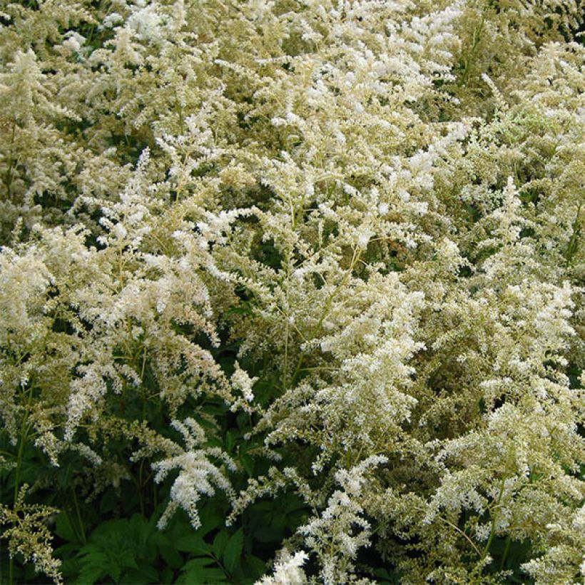 Astilbe arendsii Brautschleier - Pluimspirea (Bloei)