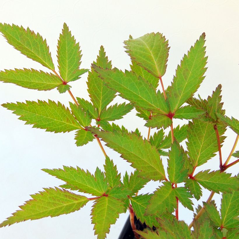 Astilbe arendsii Bressingham Beauty - Pluimspirea (Blad)