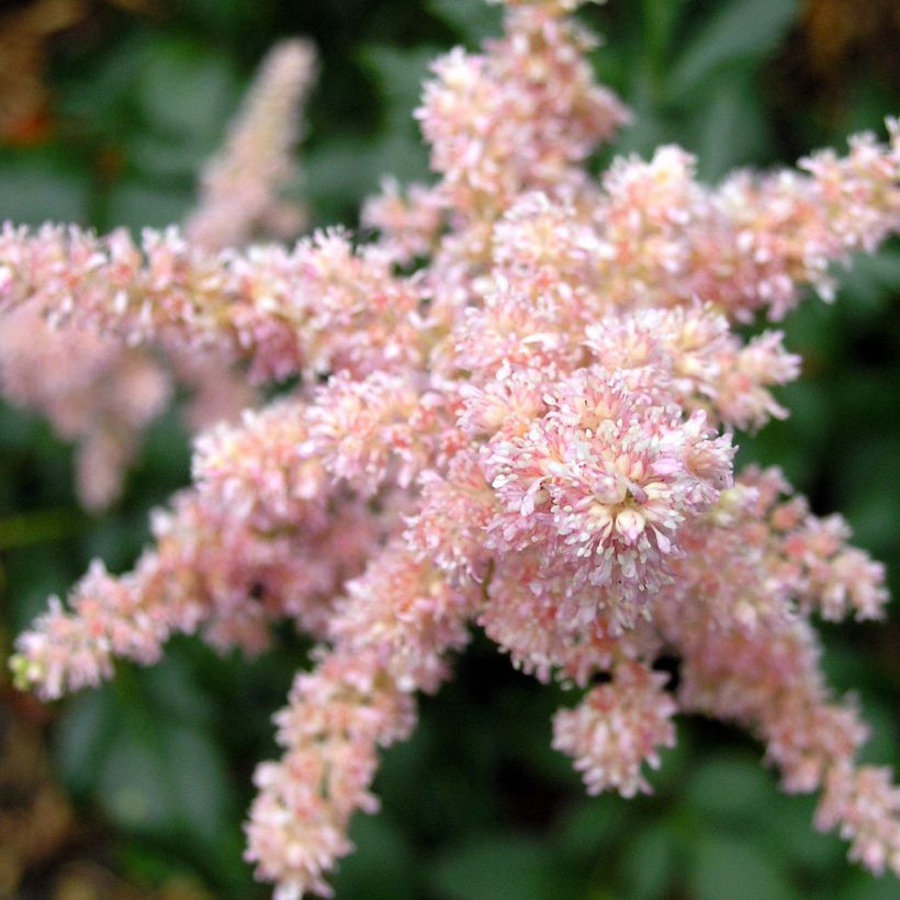 Astilbe arendsii Bressingham Beauty - Pluimspirea (Bloei)