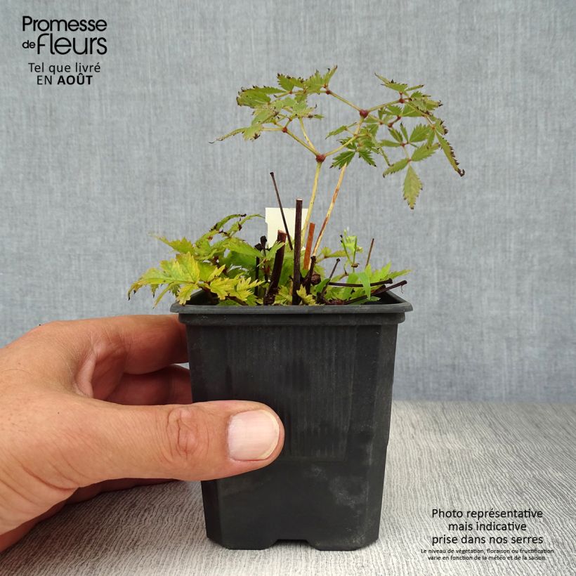 Exemplaar van Astilbe arendsii Bressingham Beauty - Pluimspirea Kweekpotje van 8/9 cm zoals geleverd in de zomer
