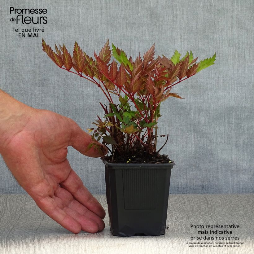 Example of Astilbe arendsii Bumalda - Pluimspirea Kweekpotje van 8/9 cm as you get in printemps