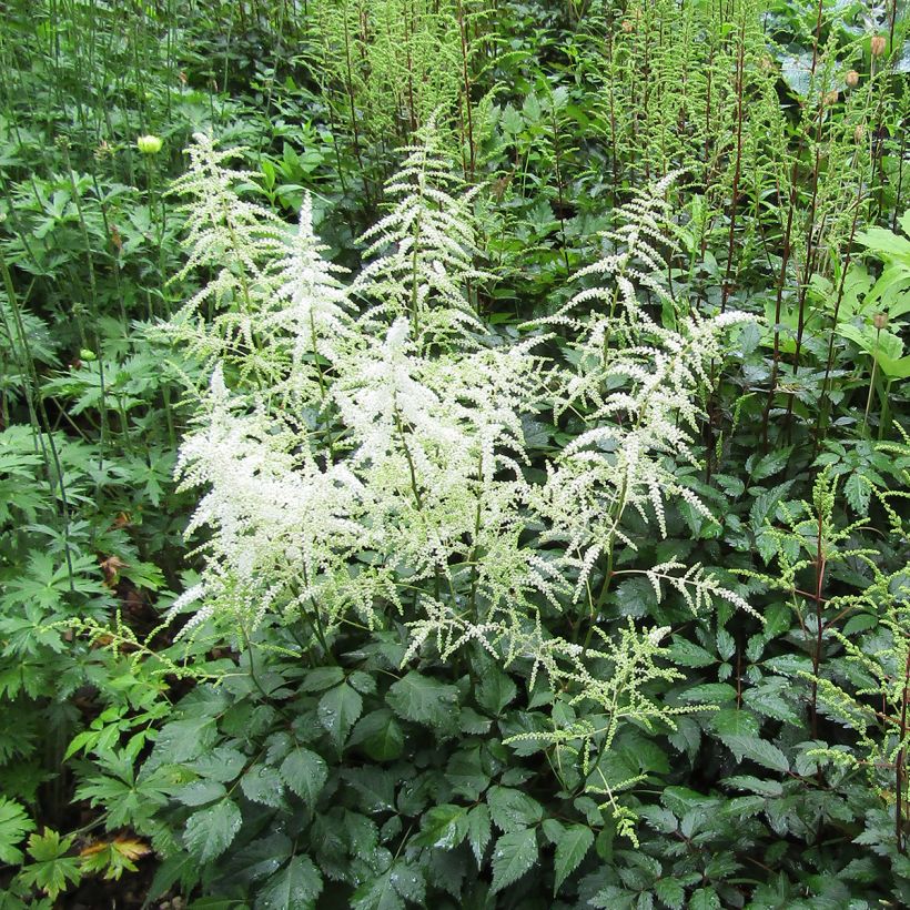 Astilbe arendsii Cappuccino - Pluimspirea (Groeiplaats)