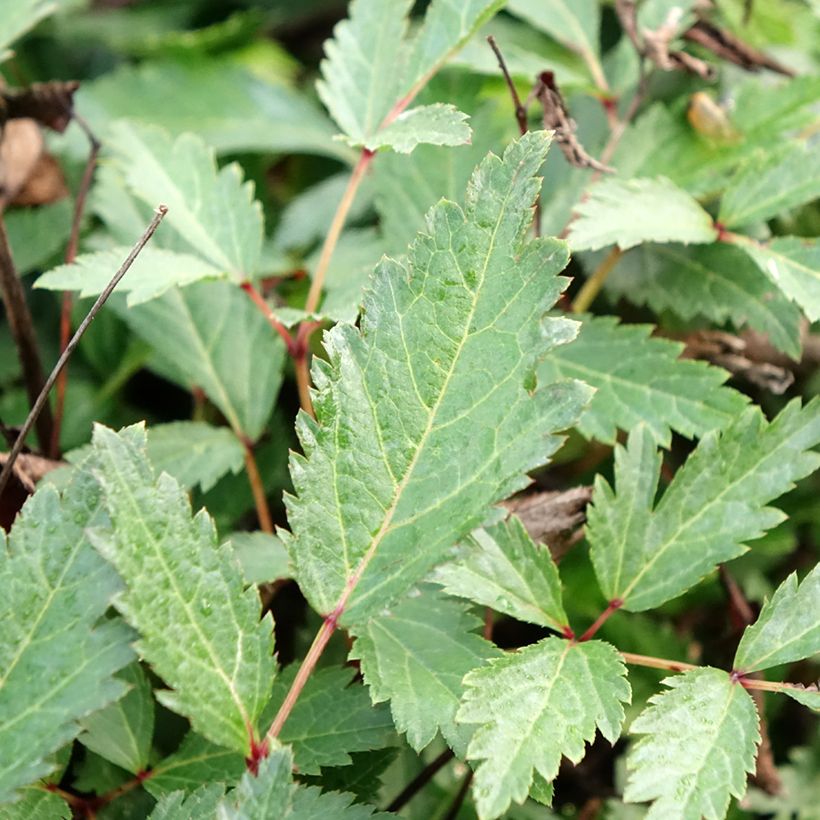 Astilbe arendsii Cappuccino - Pluimspirea (Blad)