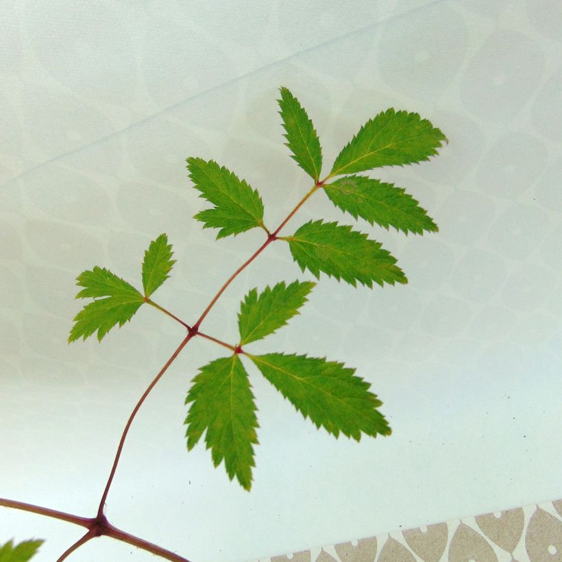 Astilbe arendsii Cattleya - Pluimspirea (Blad)