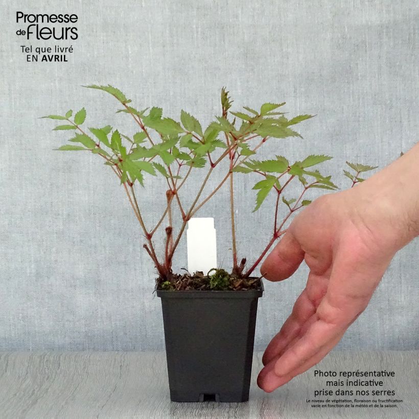 Exemplaar van Astilbe arendsii Cattleya - Pluimspirea Kweekpotje van 8/9 cm zoals geleverd in de lente