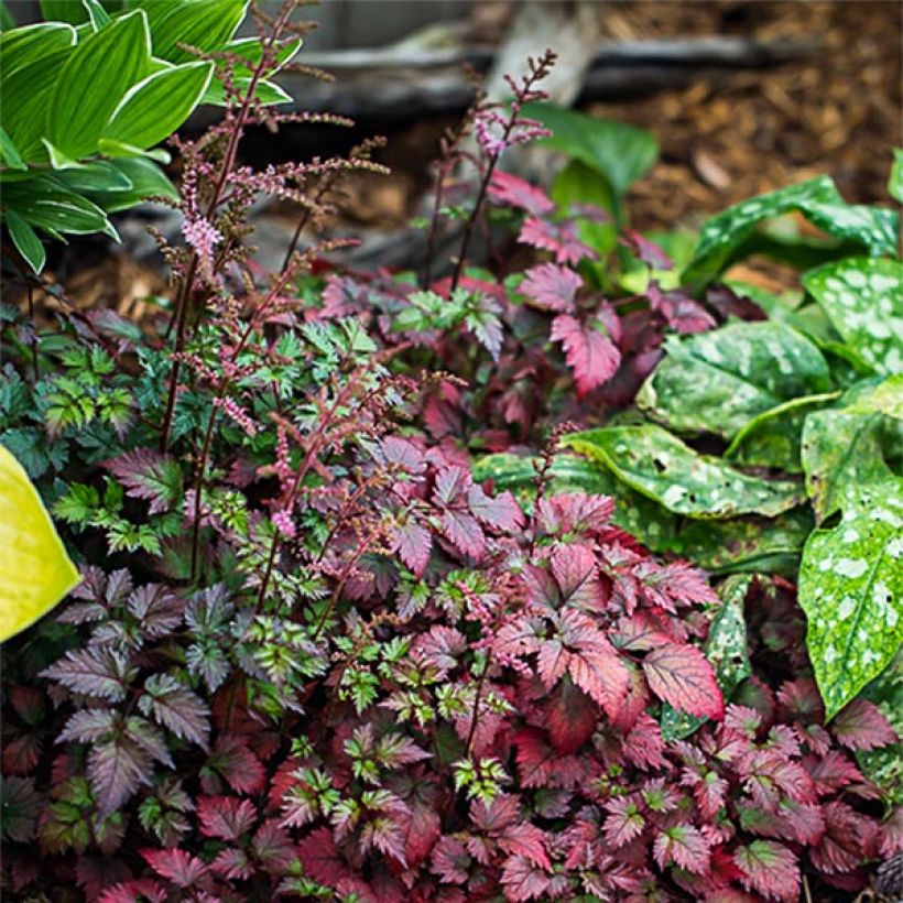 Astilbe arendsii Colour Flash - Pluimspirea (Groeiplaats)