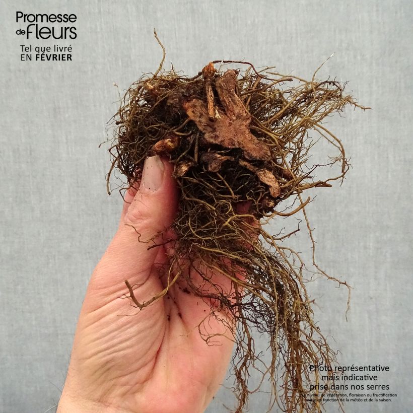 Exemplaar van Astilbe arendsii Colour Flash - Pluimspirea Naakte wortel zoals geleverd in de winter