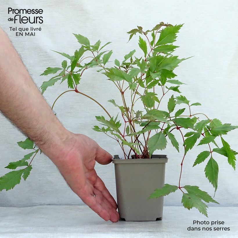 Exemplaar van Astilbe arendsii Diamant - Pluimspirea Kweekpotje van 8/9 cm zoals geleverd in de lente