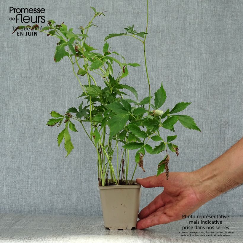 Exemplaar van Astilbe arendsii Diamant - Pluimspirea Kweekpotje van 8/9 cm zoals geleverd in de zomer