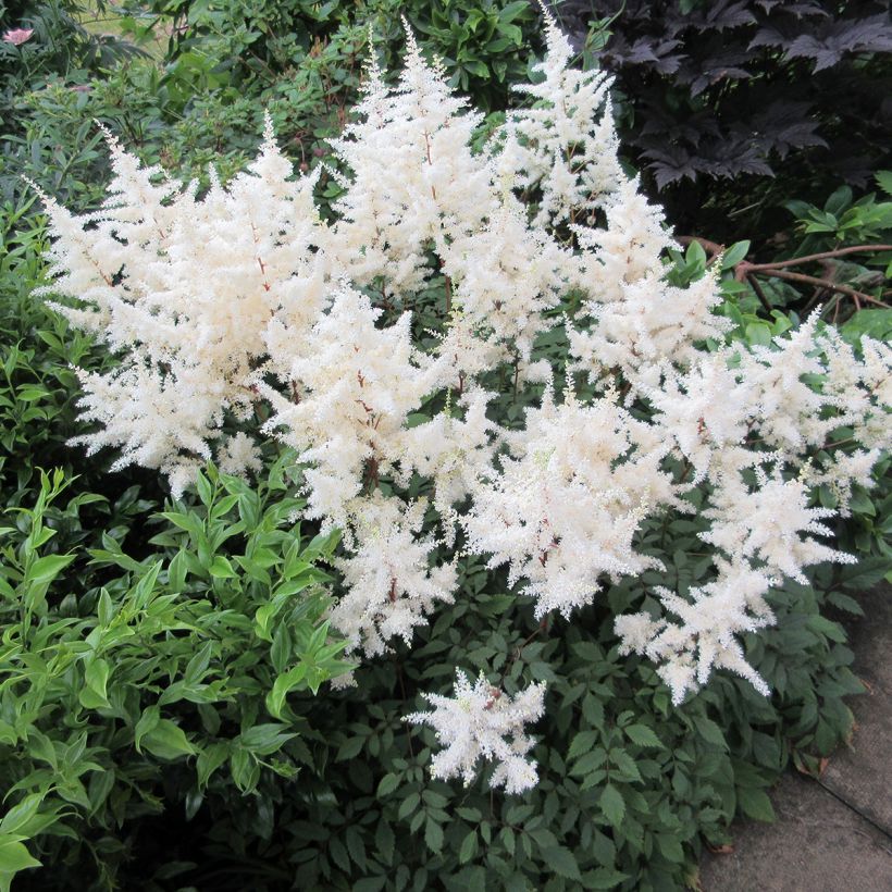Astilbe arendsii Ellie - Pluimspirea (Groeiplaats)