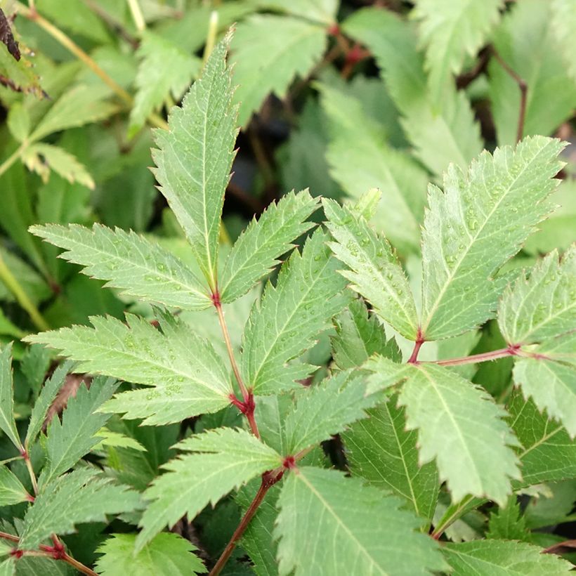 Astilbe arendsii Ellie - Pluimspirea (Blad)