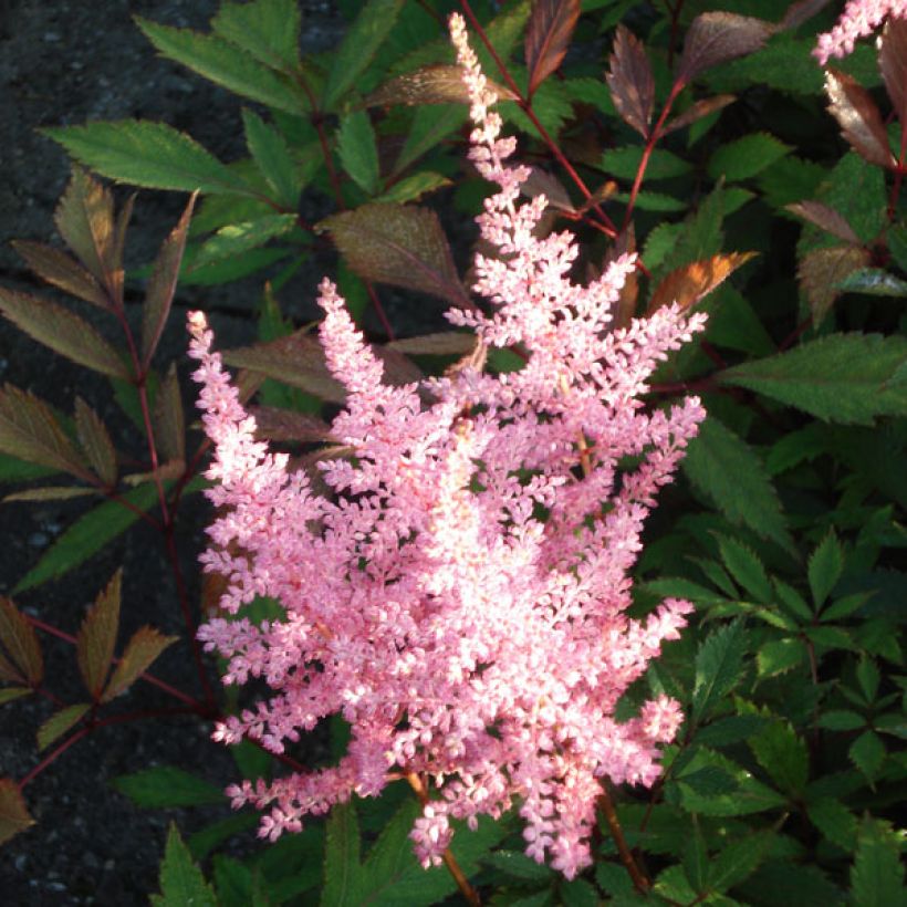 Astilbe arendsii Erika - Pluimspirea (Bloei)