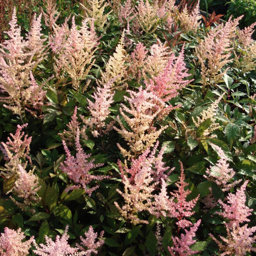 Astilbe arendsii Erika - Pluimspirea (Groeiplaats)