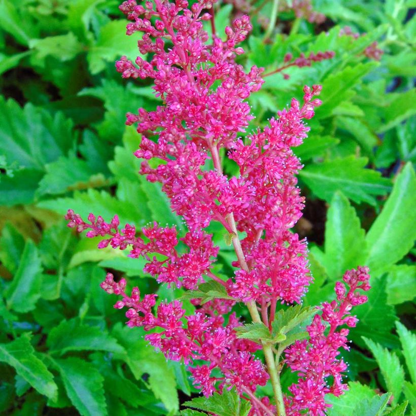 Astilbe arendsii Fanal - Pluimspirea (Flowering)