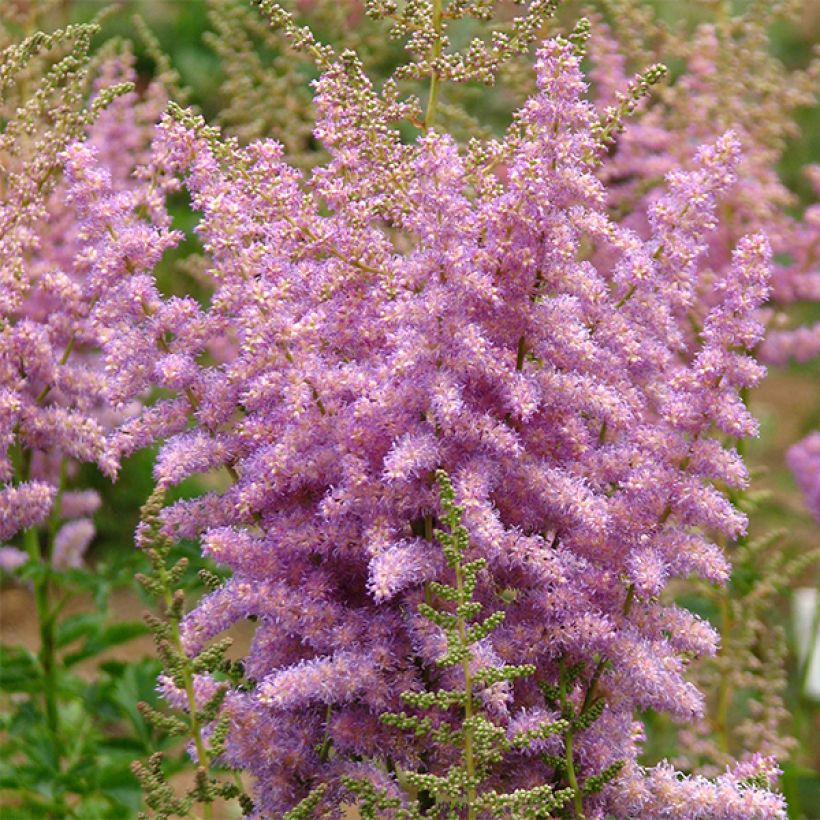 Astilbe arendsii Hyazinth - Pluimspirea (Bloei)