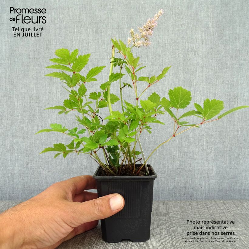 Exemplaar van Astilbe arendsii Hyazinth - Pluimspirea Kweekpotje van 8/9 cm zoals geleverd in de zomer