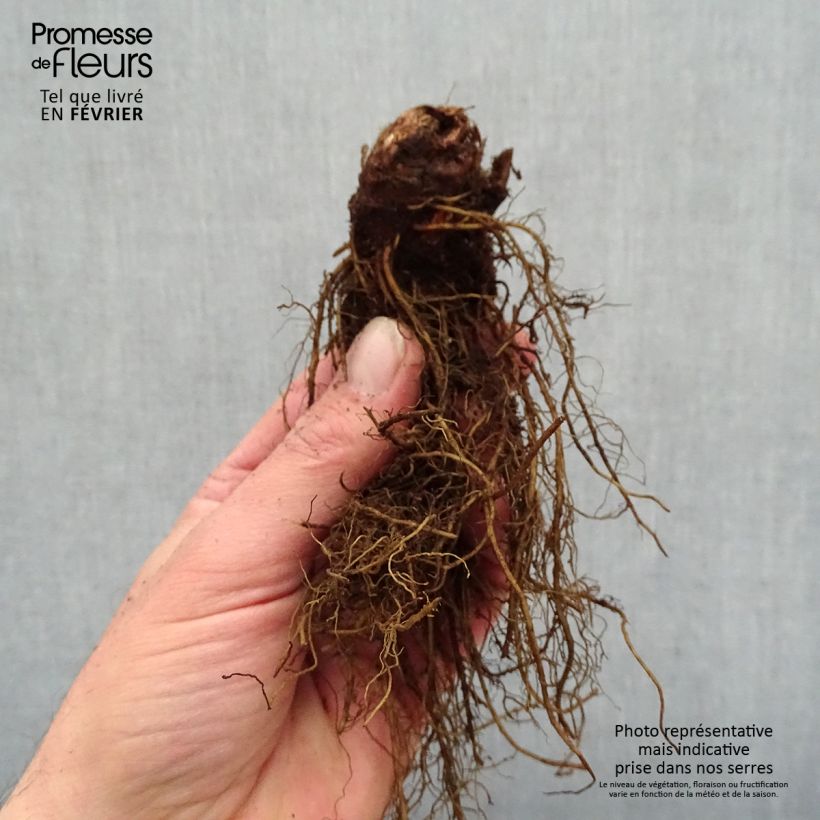 Exemplaar van Astilbe arendsii Moccachino - Pluimspirea Naakte wortel zoals geleverd in de winter