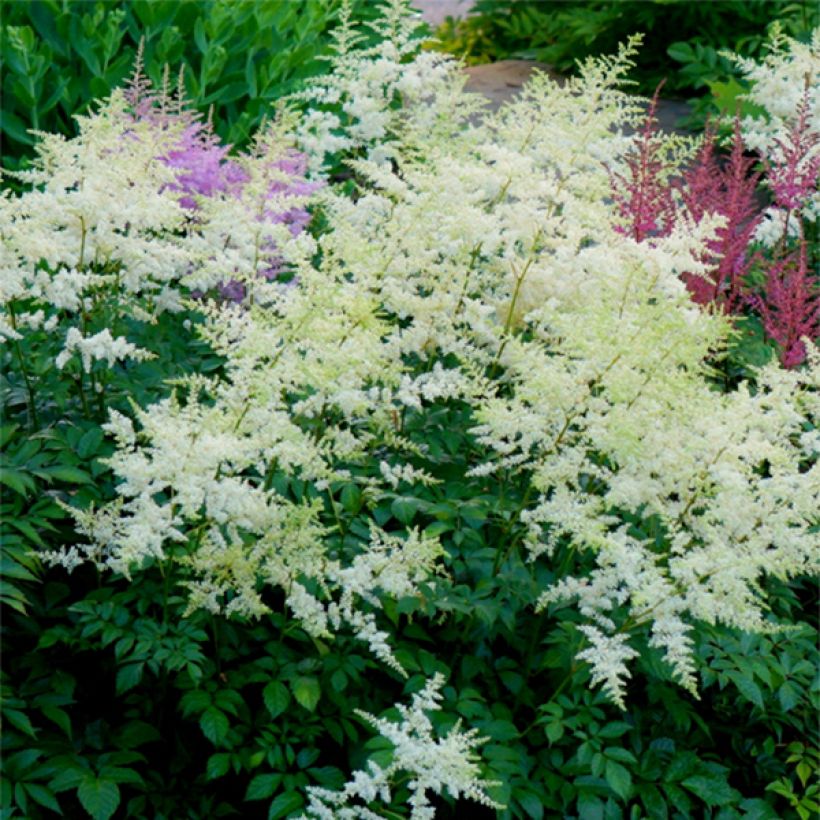 Astilbe arendsii Rock and Roll - Pluimspirea (Bloei)