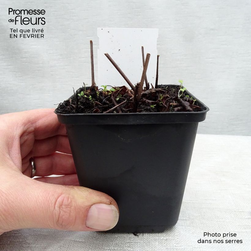 Exemplaar van Astilbe arendsii Rock and Roll - Pluimspirea Kweekpotje van 8/9 cm zoals geleverd in de winter