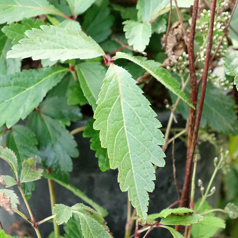 Astilbe arendsii Rock and Roll - Pluimspirea (Blad)