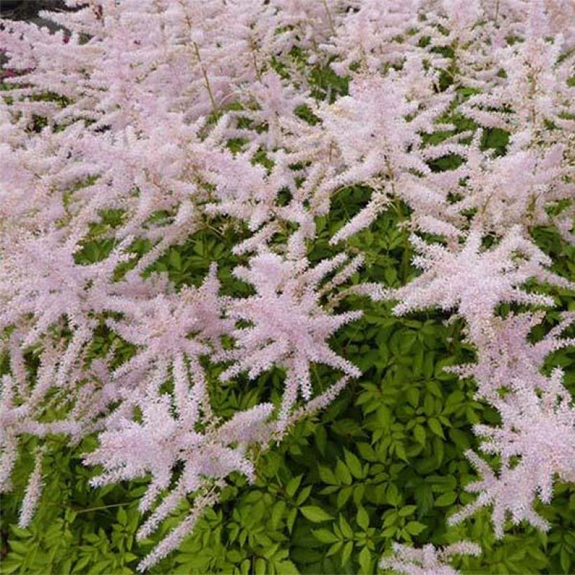 Astilbe arendsii Walkure - Pluimspirea (Bloei)