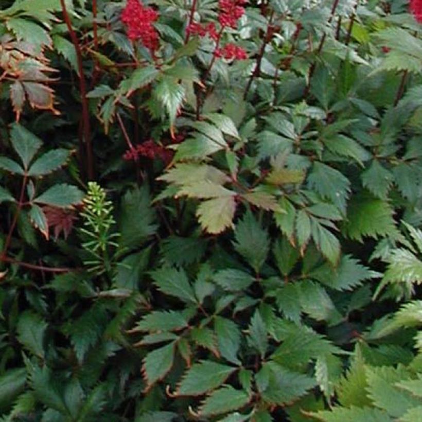 Astilbe arendsii Fanal - Pluimspirea (Foliage)