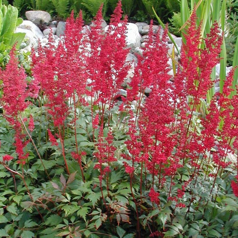 Astilbe arendsii Fanal - Pluimspirea (Plant habit)