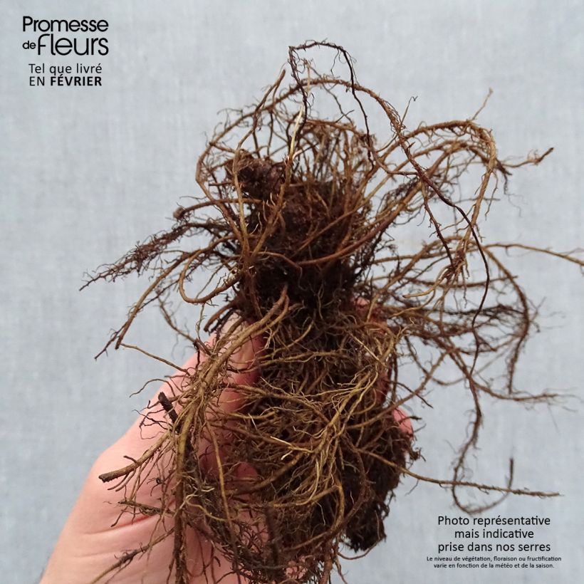 Exemplaar van Astilbe Mighty Chocolate Cherry - Pluimspirea Naakte wortel zoals geleverd in de winter