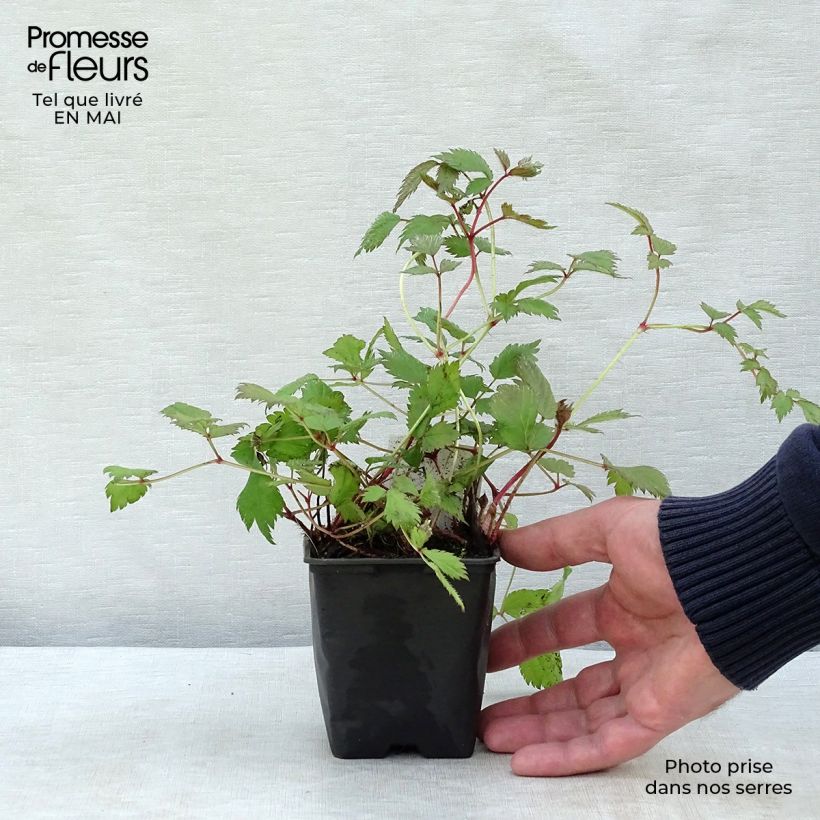 Example of Astilbe chinensis Pumila - Pluimspirea Kweekpotje van 8/9 cm as you get in printemps