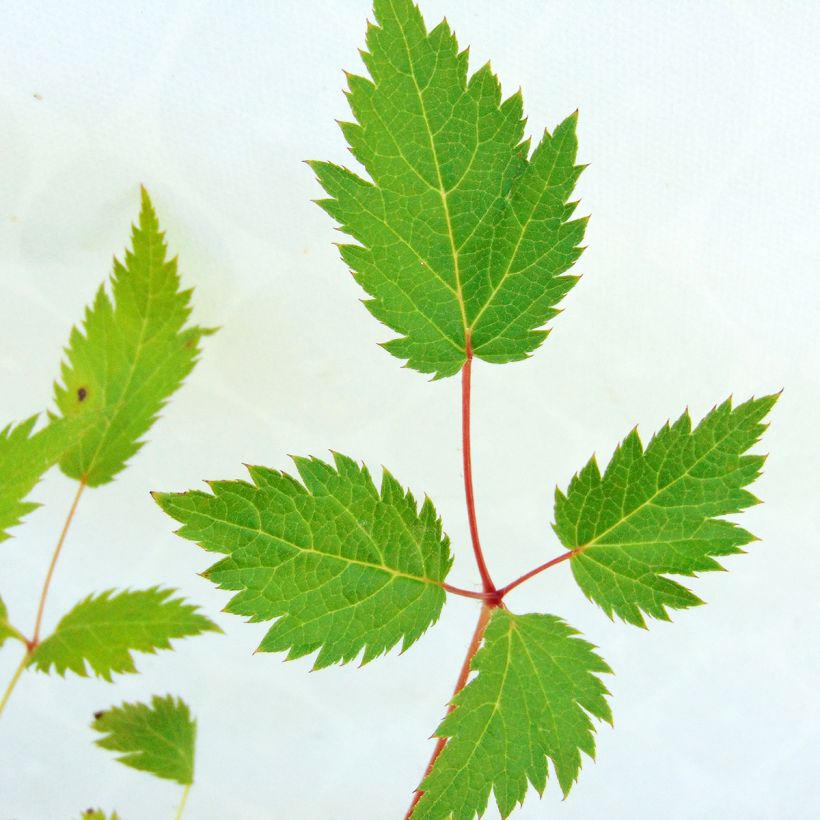 Astilbe chinensis Veronica Klose - Pluimspirea (Blad)