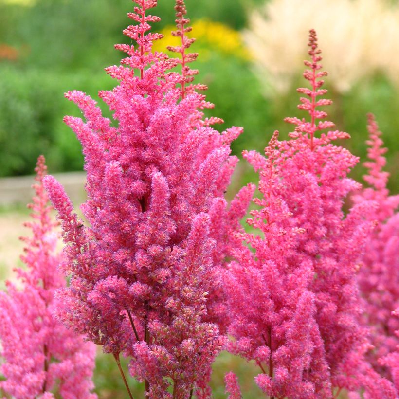 Astilbe chinensis Veronica Klose - Pluimspirea (Bloei)
