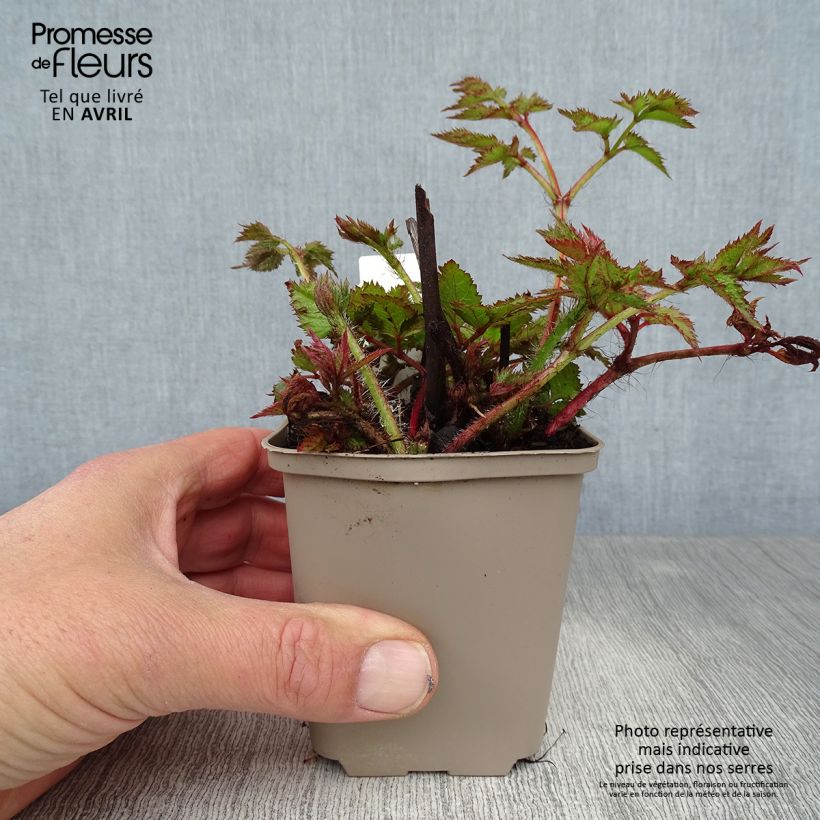 Exemplaar van Astilbe chinensis Visions - Pluimspirea Kweekpotje van 8/9 cm zoals geleverd in de lente