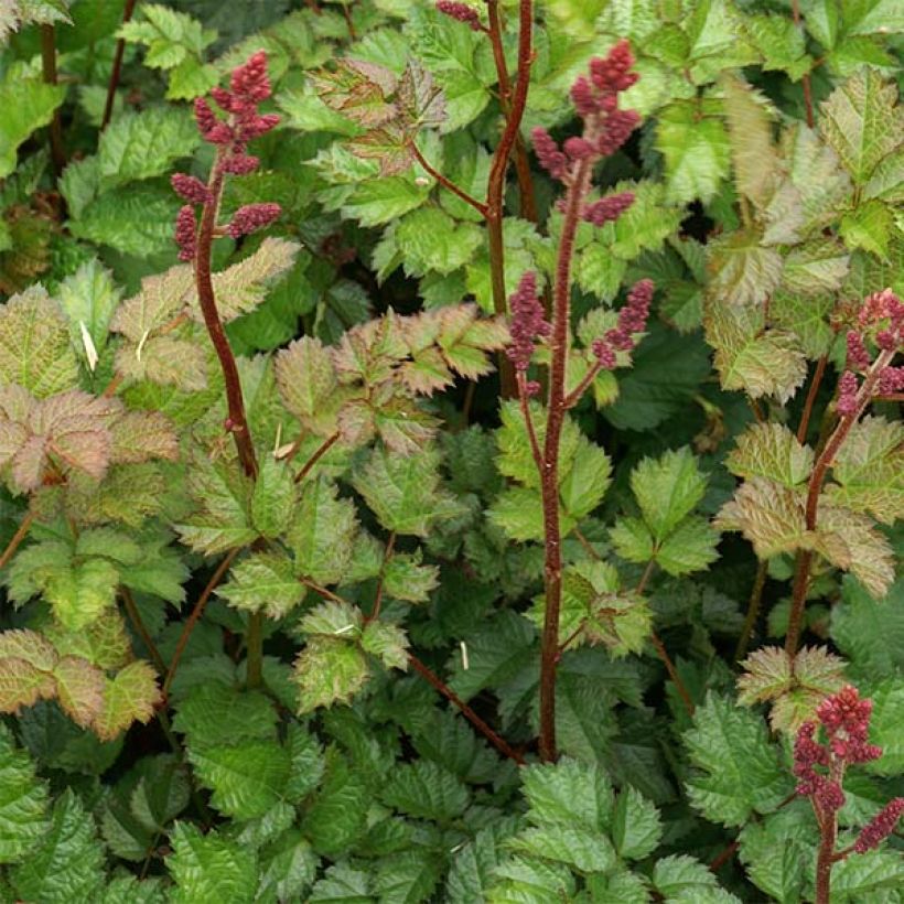 Astilbe chinensis var. taquetii Purpurlanze - Pluimspirea (Blad)
