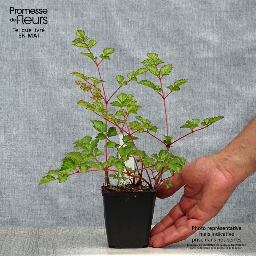 Exemplaar van Astilbe chinensis var. taquetii Purpurlanze - Pluimspirea Kweekpotje van 8/9 cm zoals geleverd in de lente