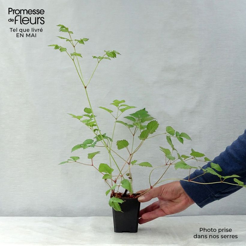 Exemplaar van Astilbe chinensis var. taquetii Superba - Pluimspirea Kweekpotje van 8/9 cm zoals geleverd in de lente