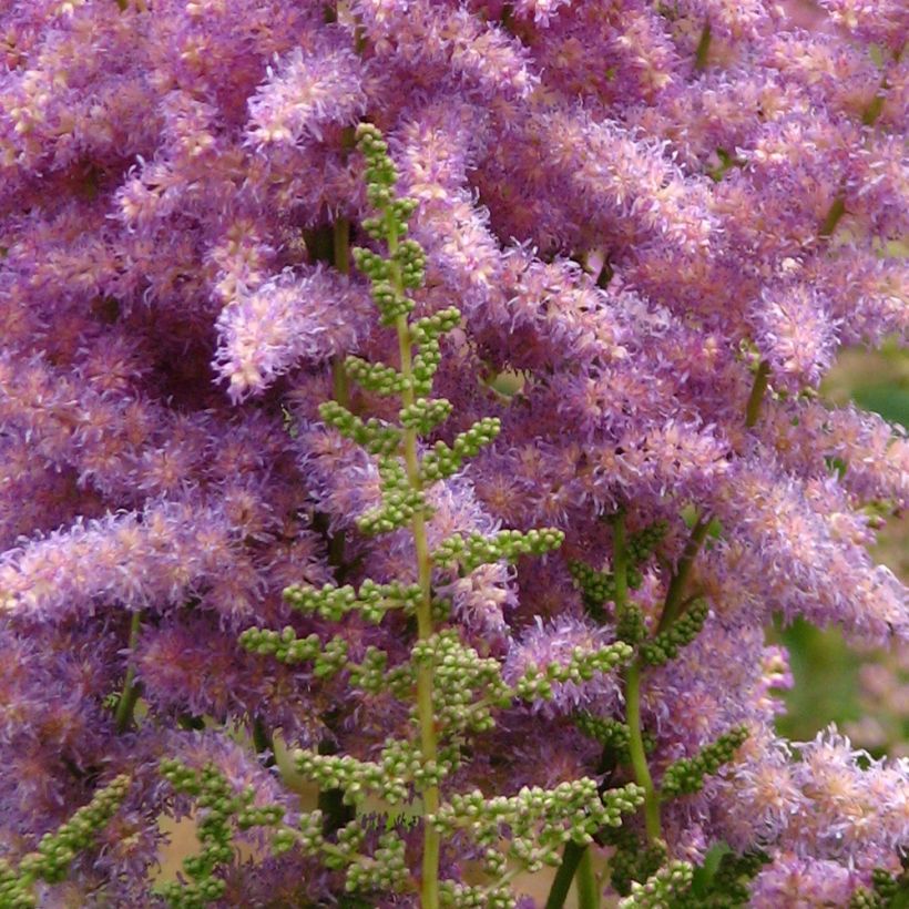Astilbe chinensis var. davidii - Pluimspirea (Bloei)