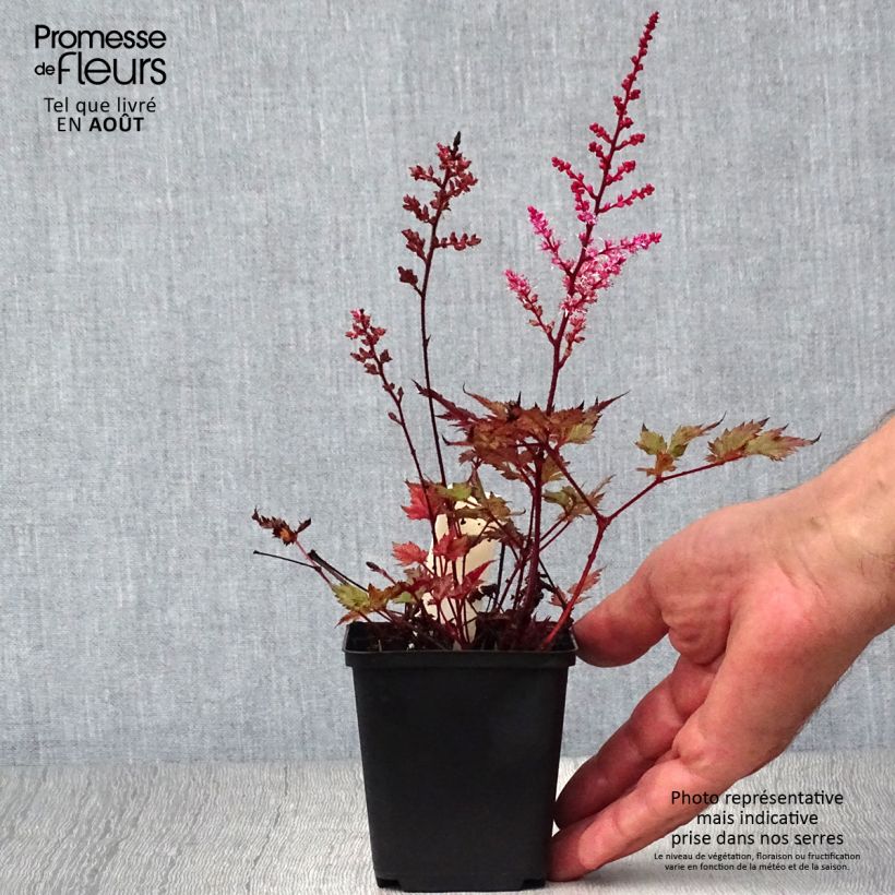 Exemplaar van Astilbe japonica Delft Lace - Pluimspirea Kweekpotje van 8/9 cm zoals geleverd in de zomer