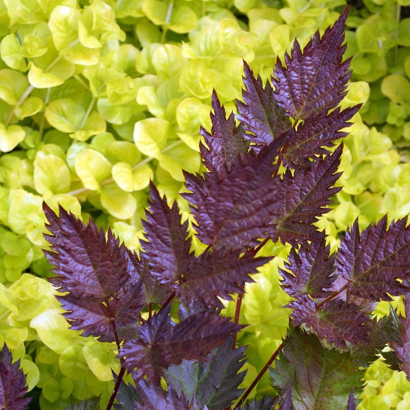 Astilbe japonica Delft Lace - Pluimspirea (Blad)