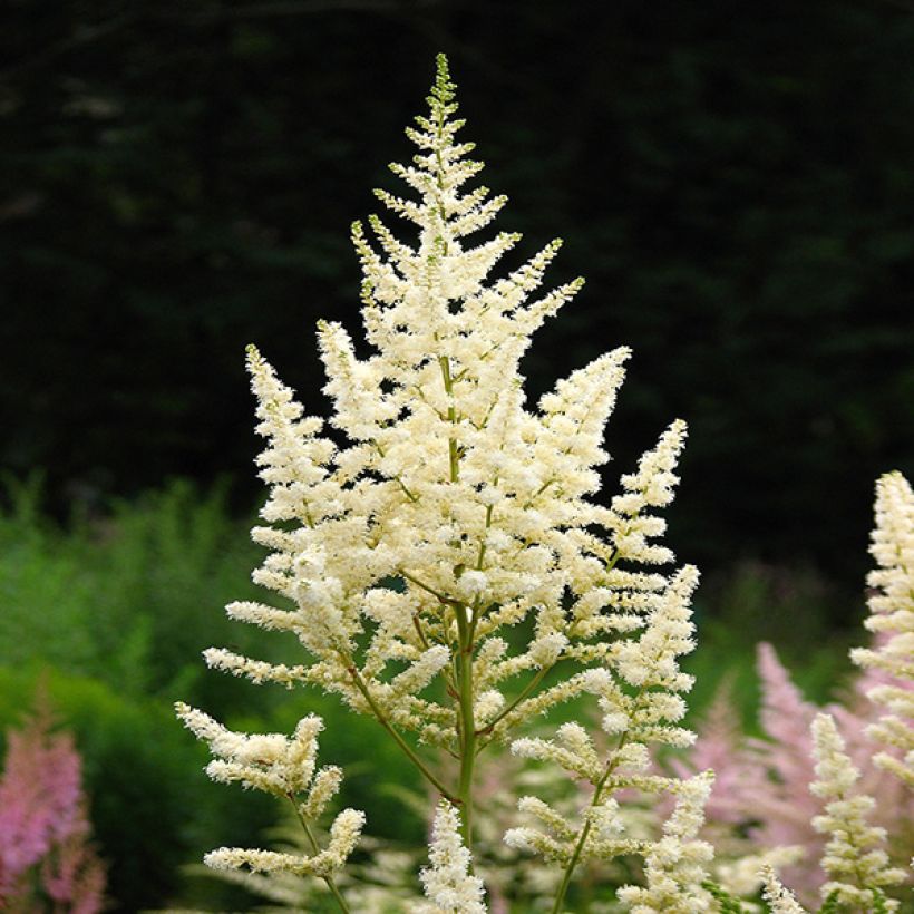 Astilbe japonica Deutschland - Pluimspirea (Bloei)