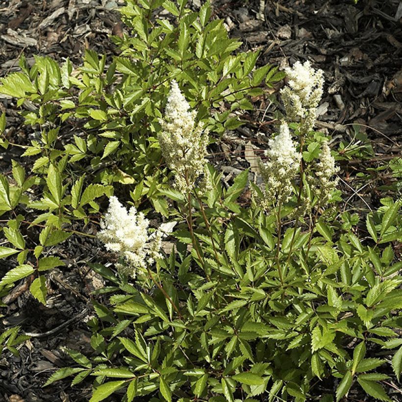 Astilbe japonica Deutschland - Pluimspirea (Groeiplaats)