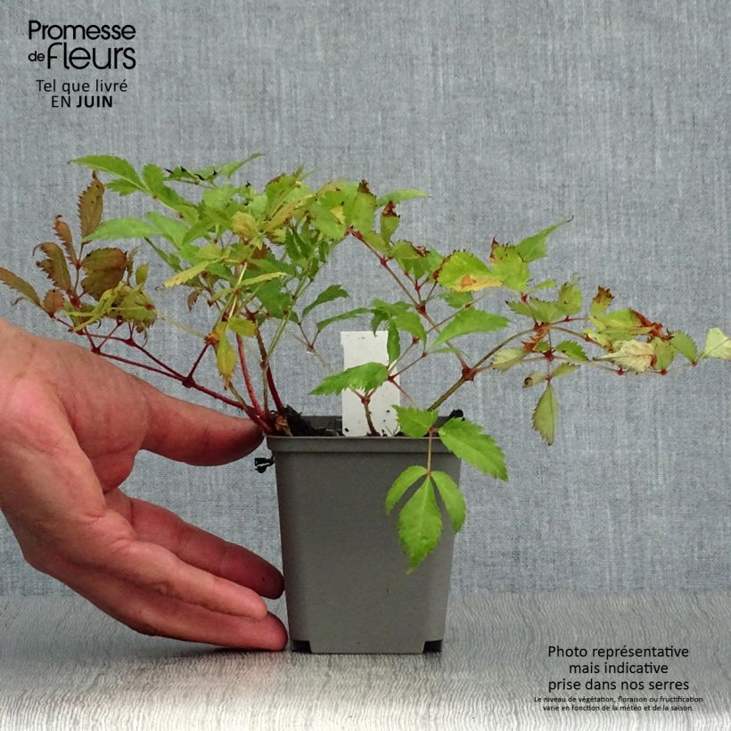 Exemplaar van Astilbe japonica Deutschland - Pluimspirea Kweekpotje van 8/9 cm zoals geleverd in de zomer